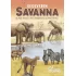 Ecosystem: Savanna